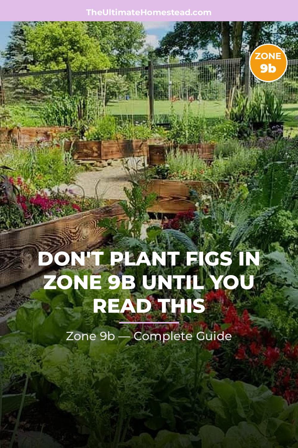When to Plant Figs in Zone 9b