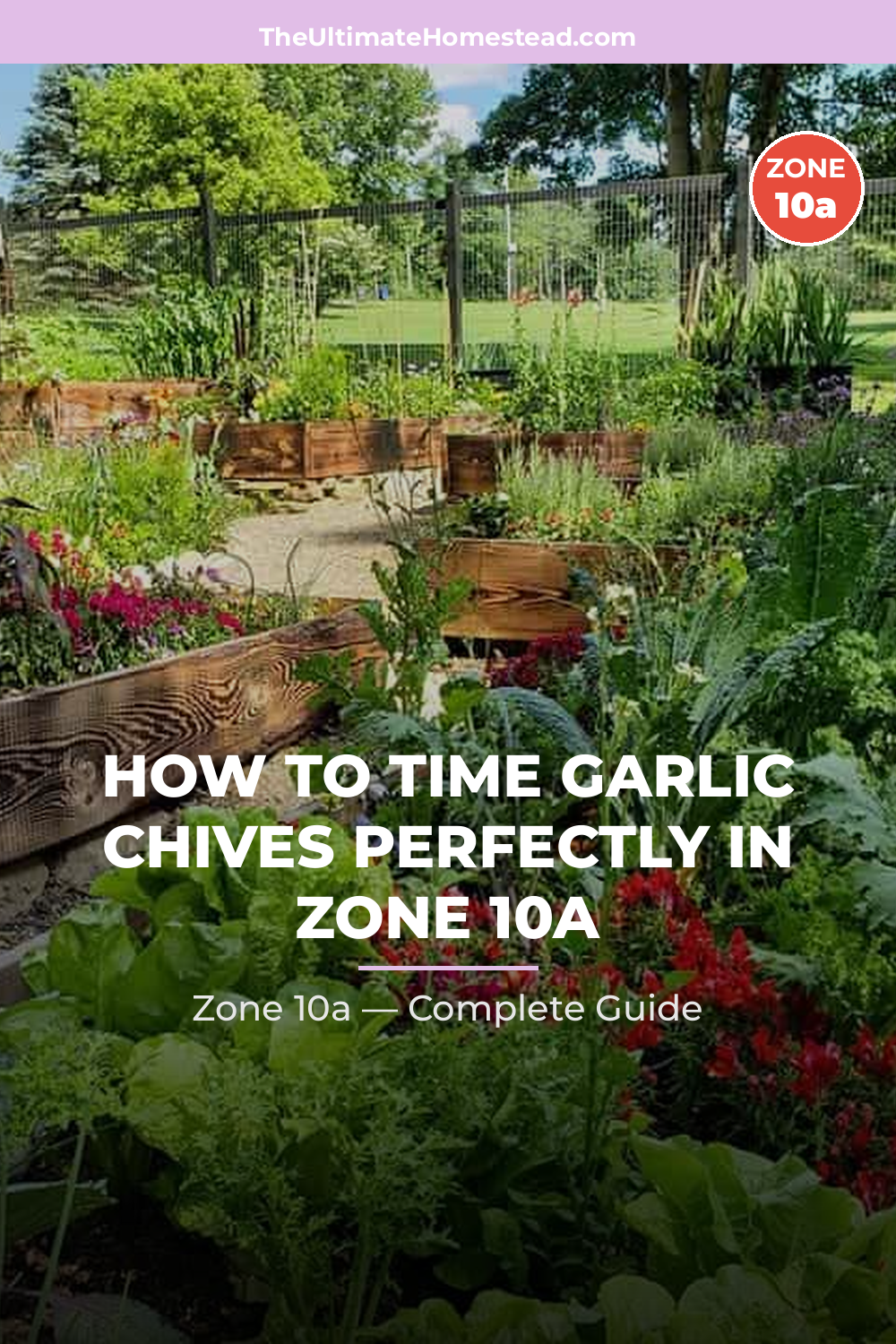 When to Plant Garlic Chives in Zone 10a