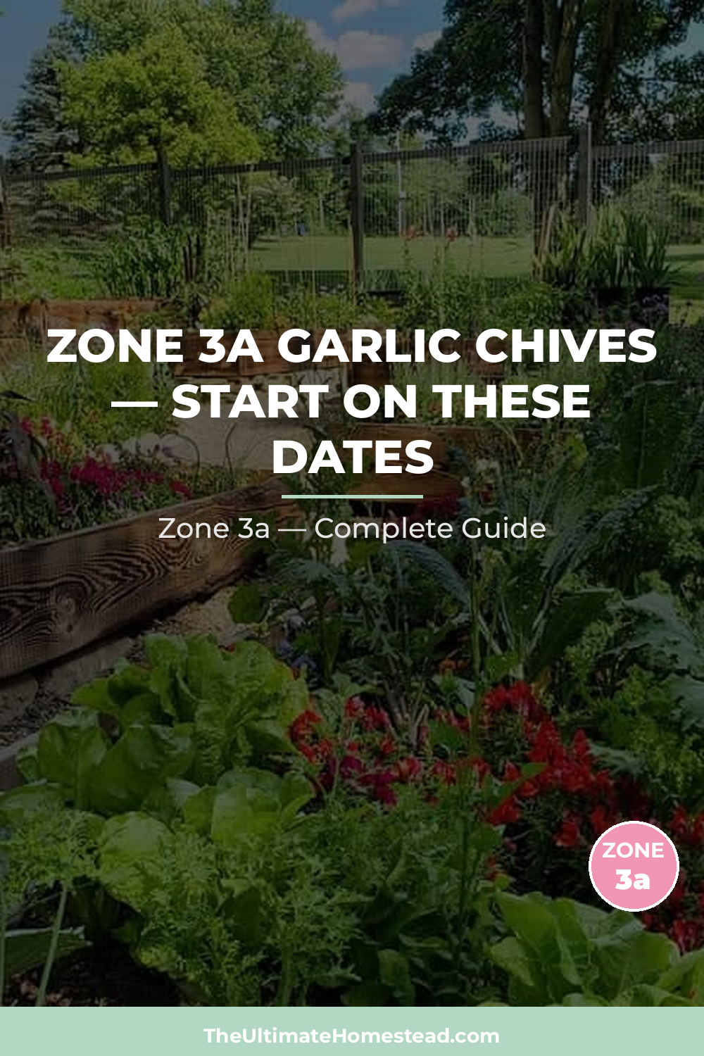 When to Plant Garlic Chives in Zone 3a