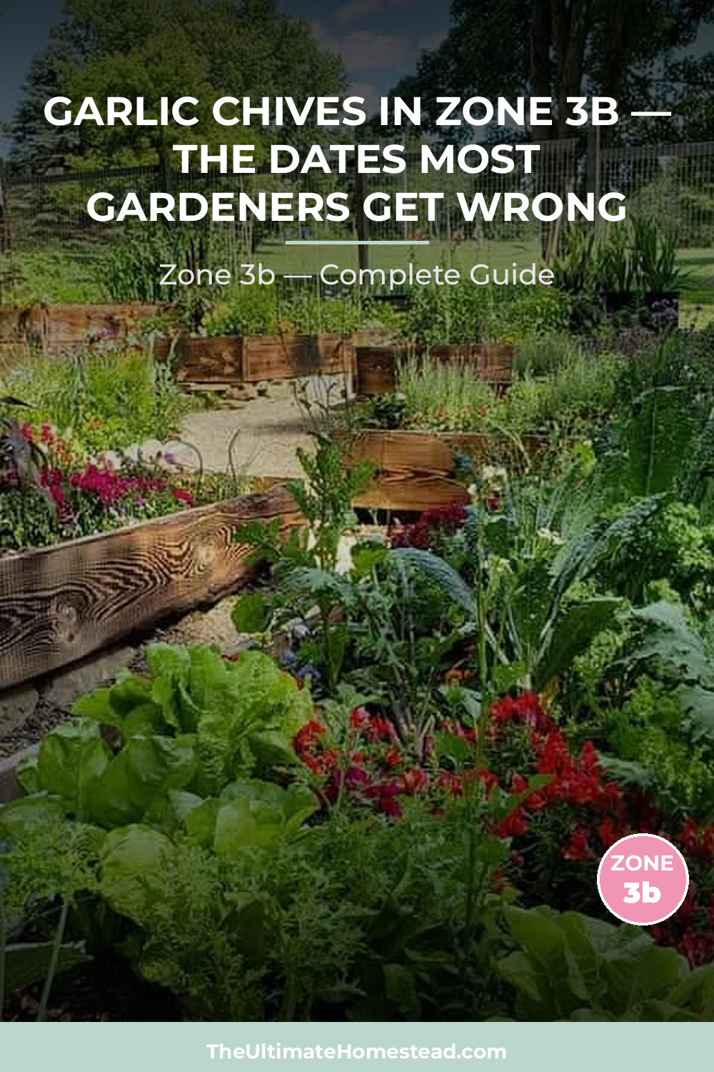 When to Plant Garlic Chives in Zone 3b