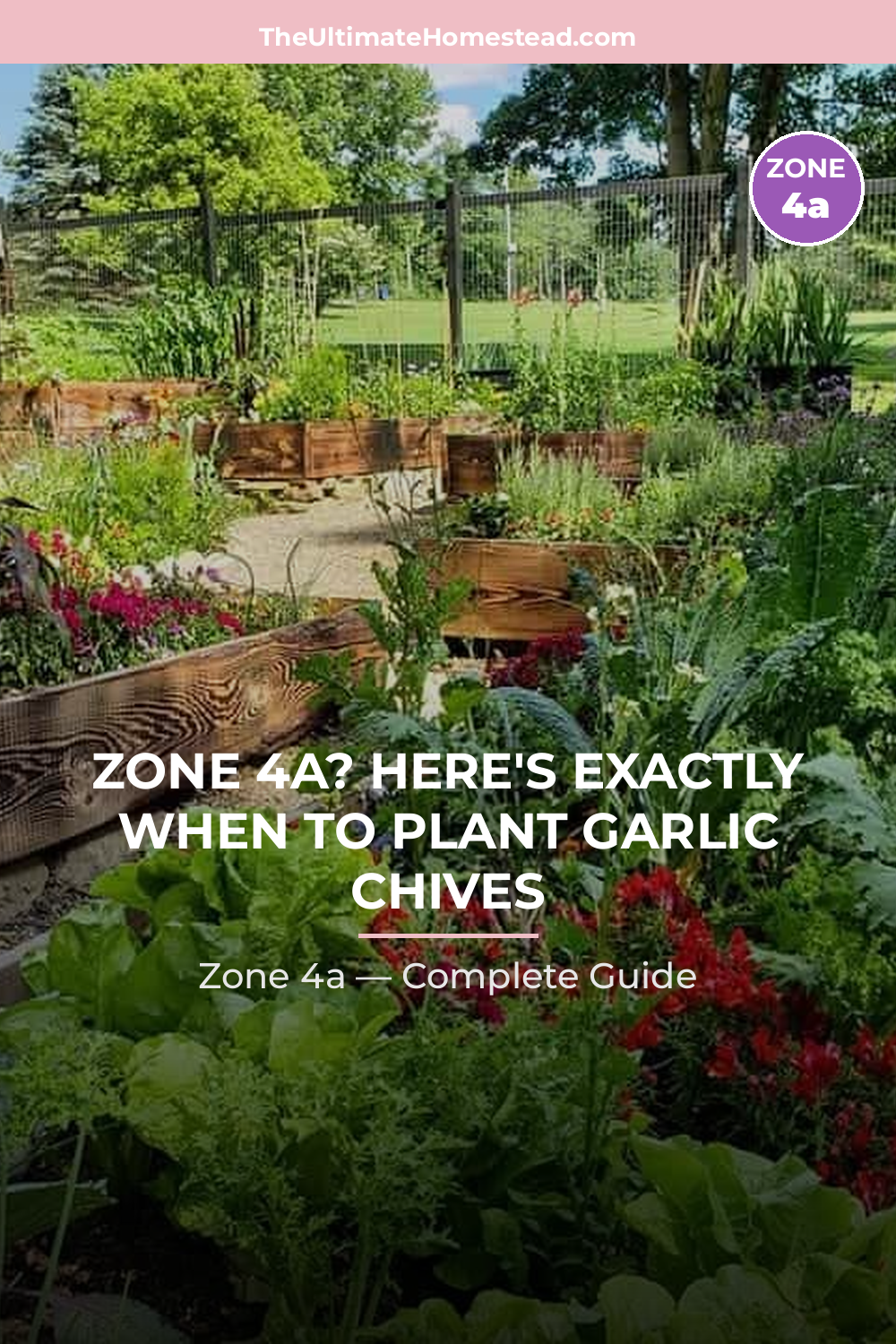 When to Plant Garlic Chives in Zone 4a