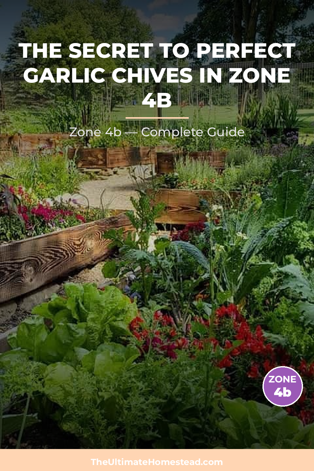 When to Plant Garlic Chives in Zone 4b