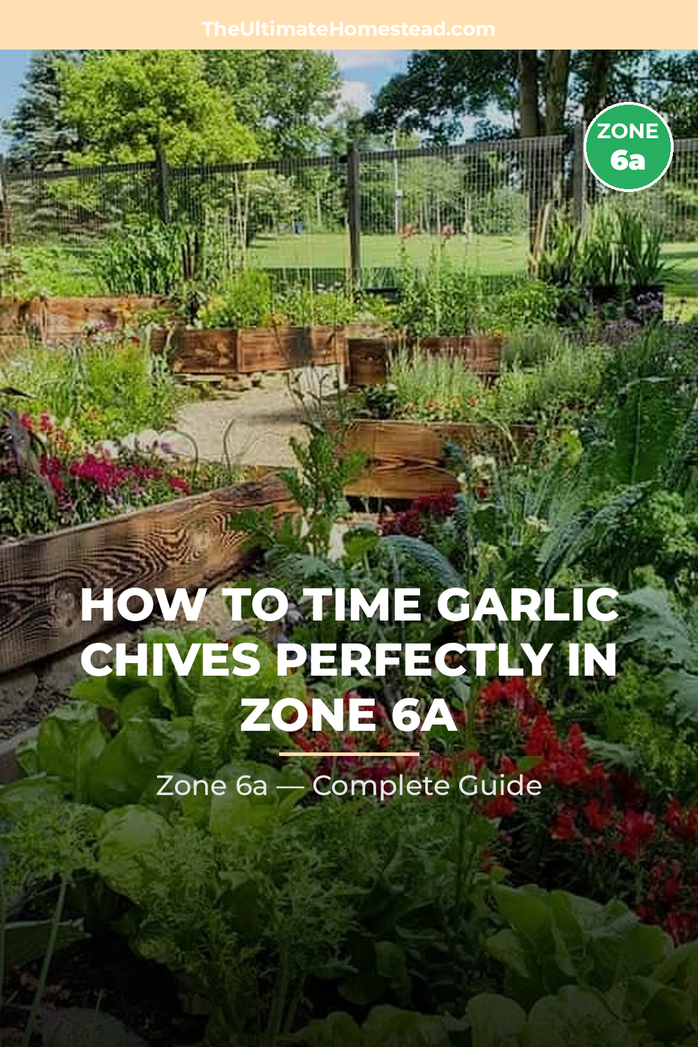 When to Plant Garlic Chives in Zone 6a