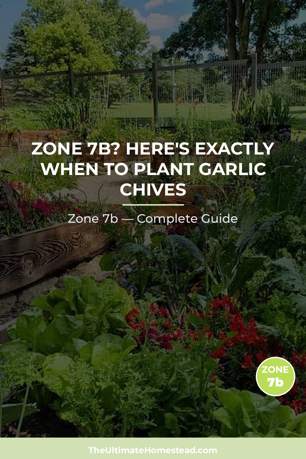 When to Plant Garlic Chives in Zone 7b