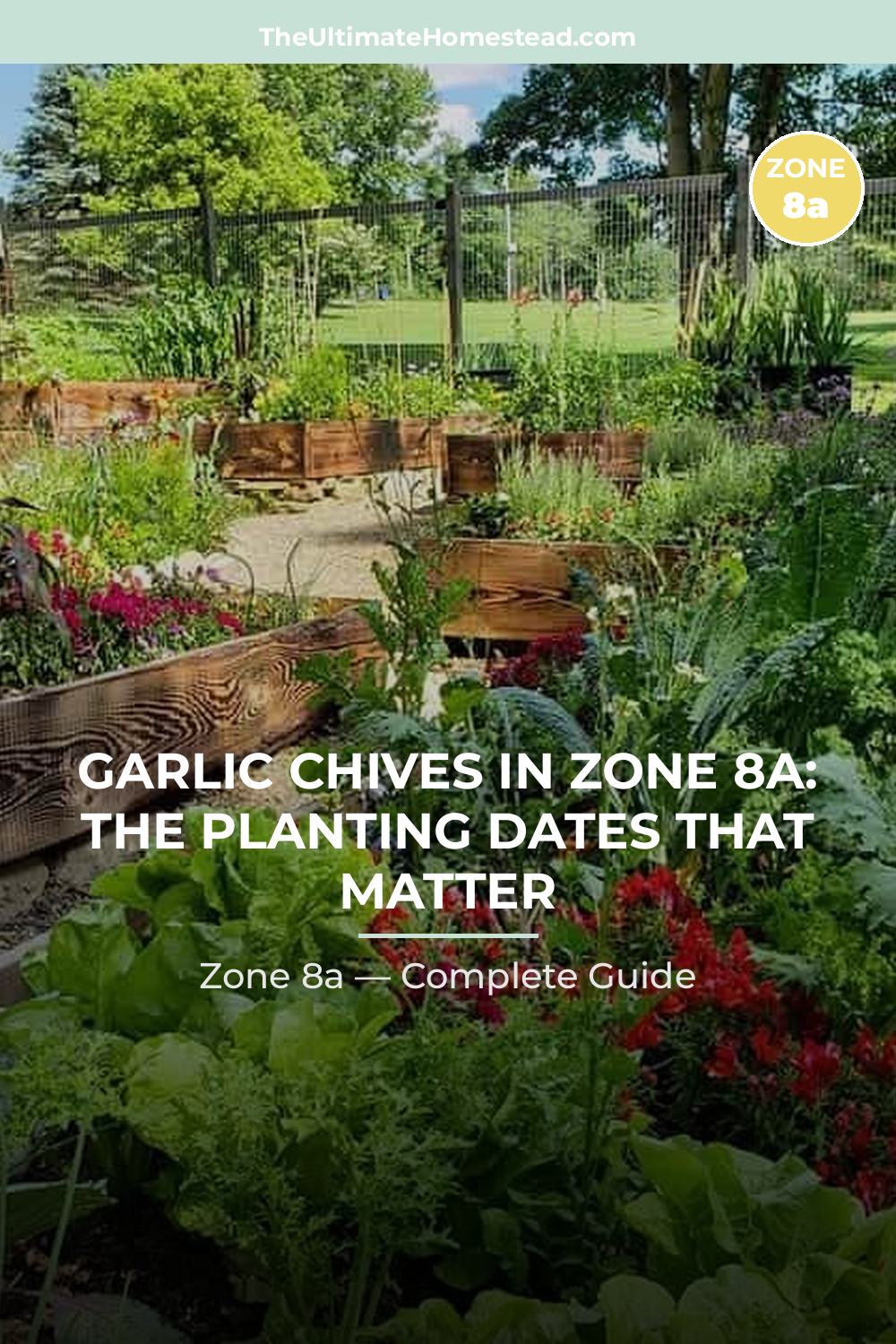 When to Plant Garlic Chives in Zone 8a