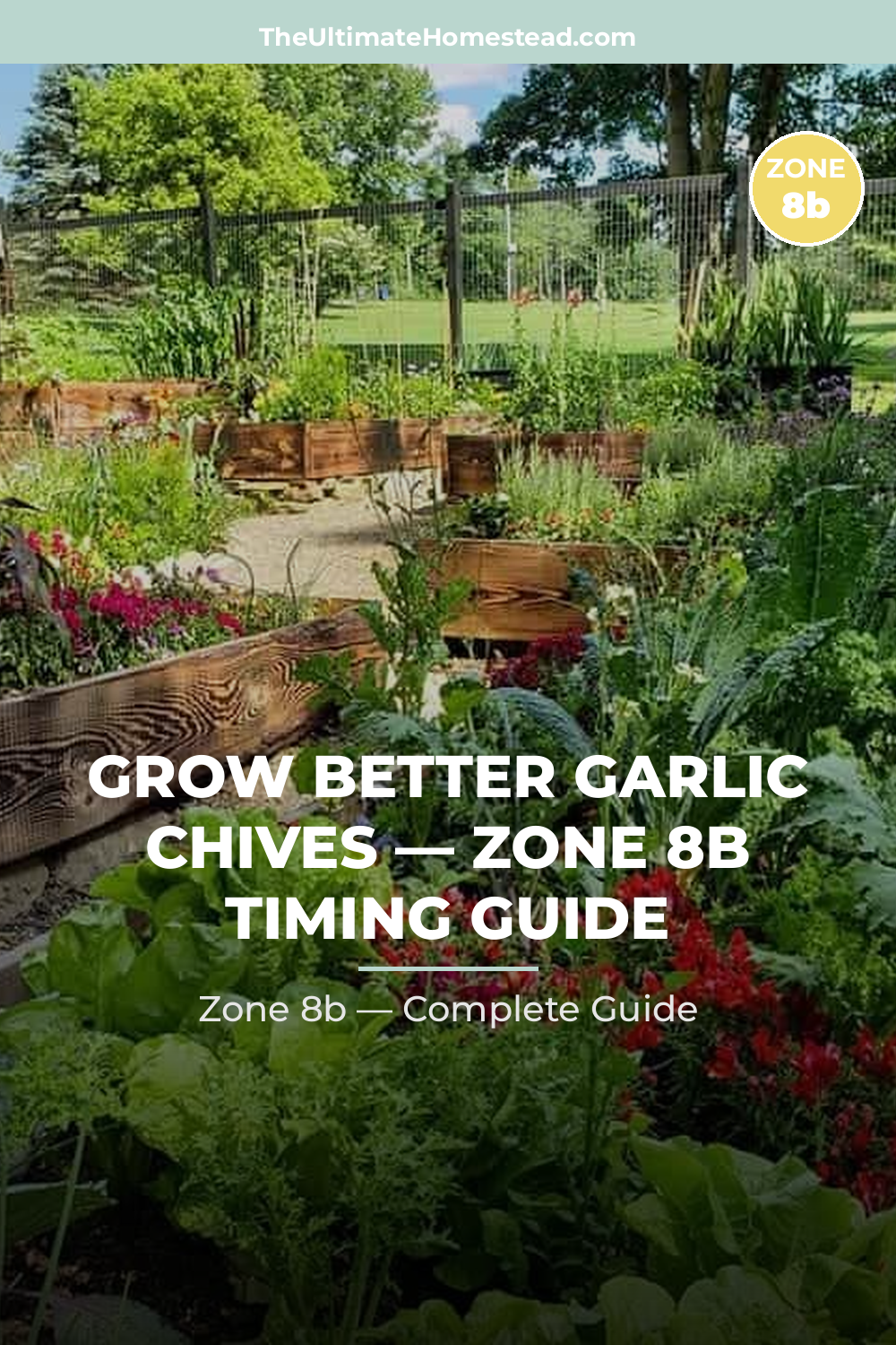 When to Plant Garlic Chives in Zone 8b