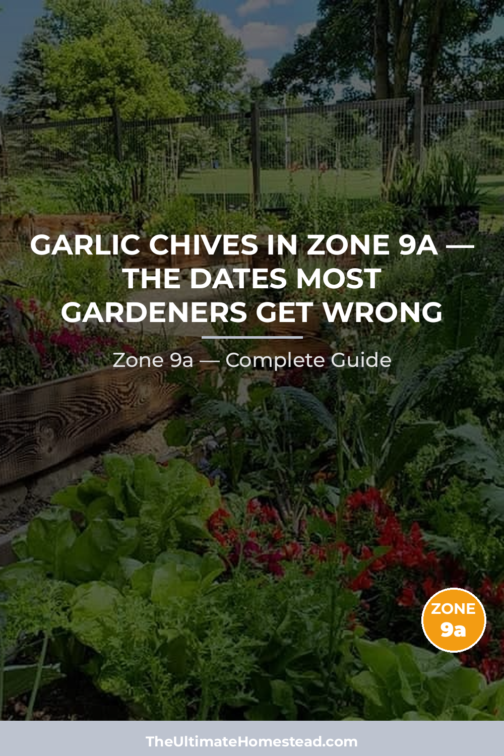 When to Plant Garlic Chives in Zone 9a