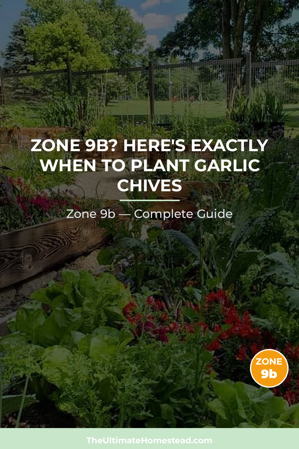 When to Plant Garlic Chives in Zone 9b