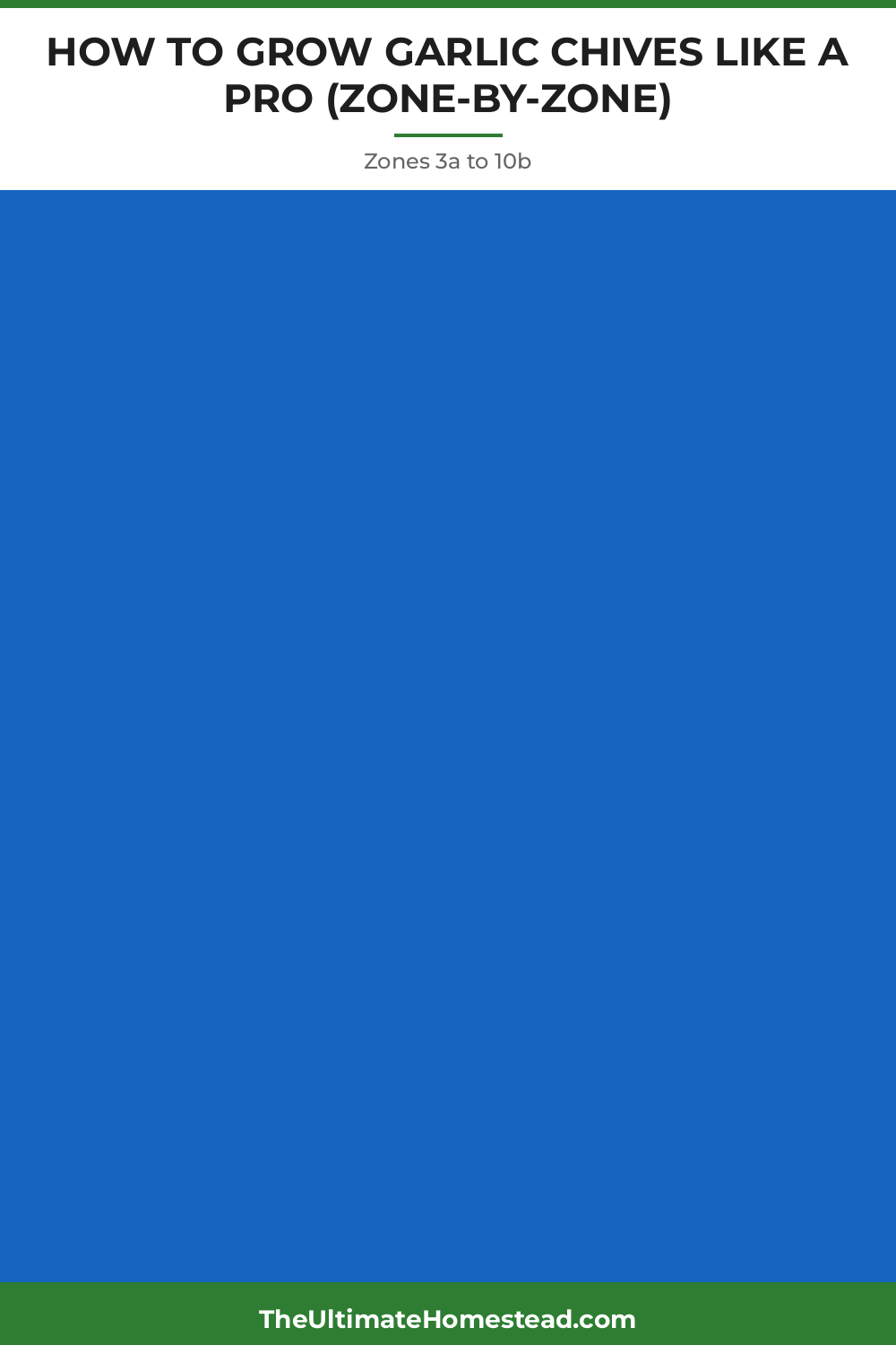 Garlic Chives Planting Guide