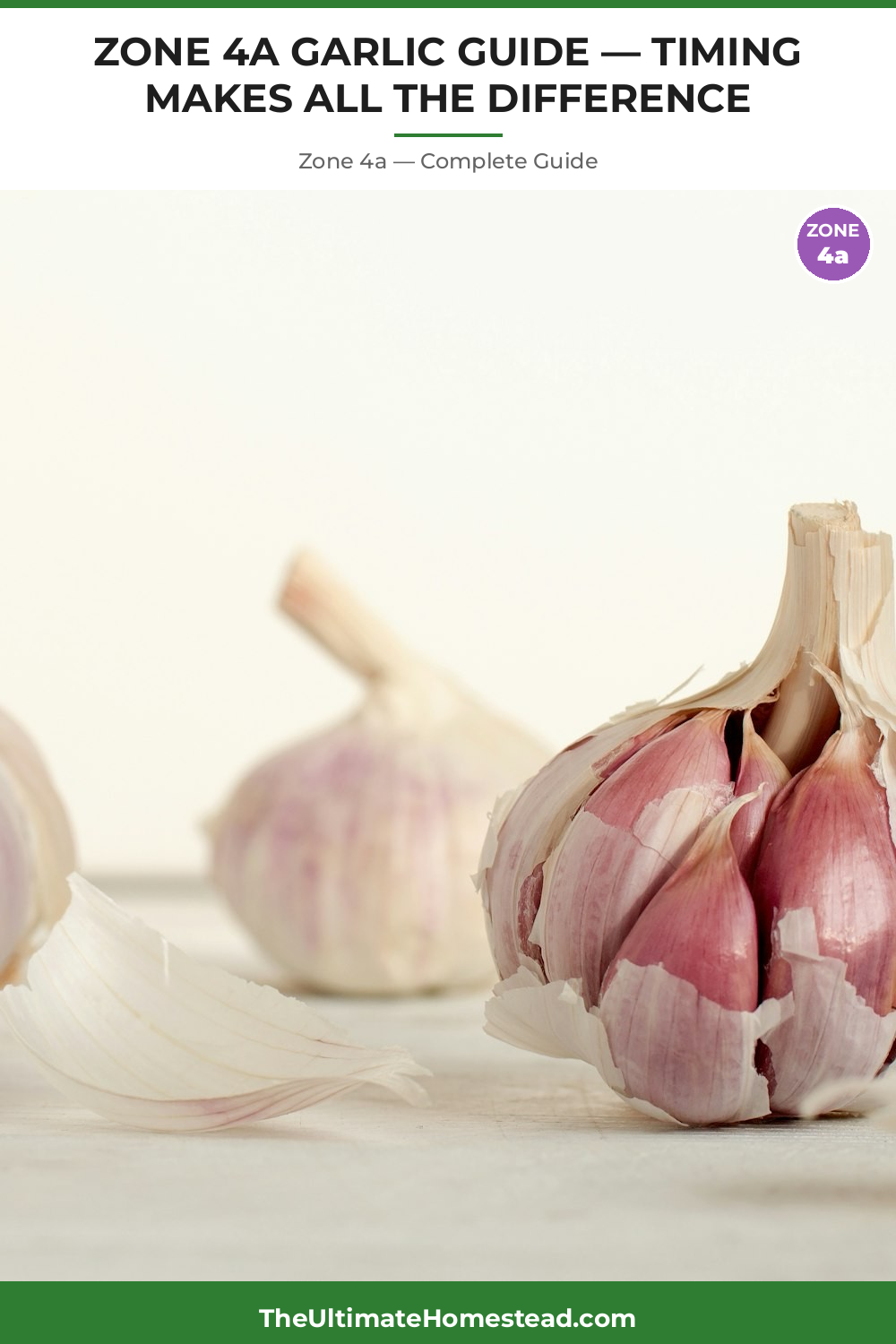 When to Plant Garlic in Zone 4a