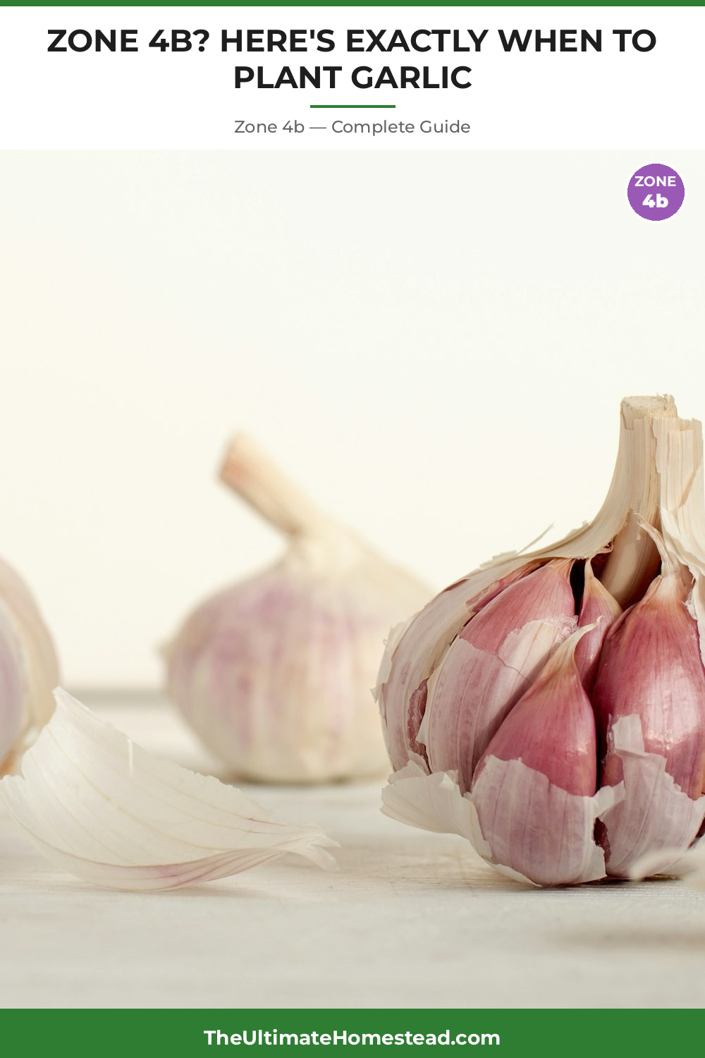When to Plant Garlic in Zone 4b
