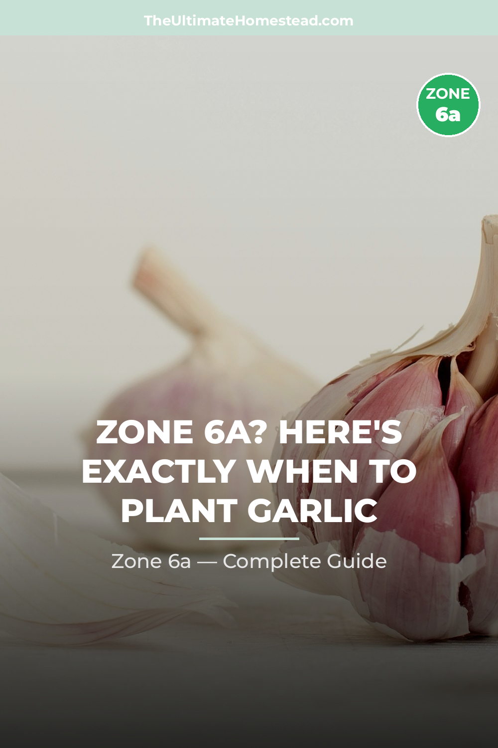 When to Plant Garlic in Zone 6a
