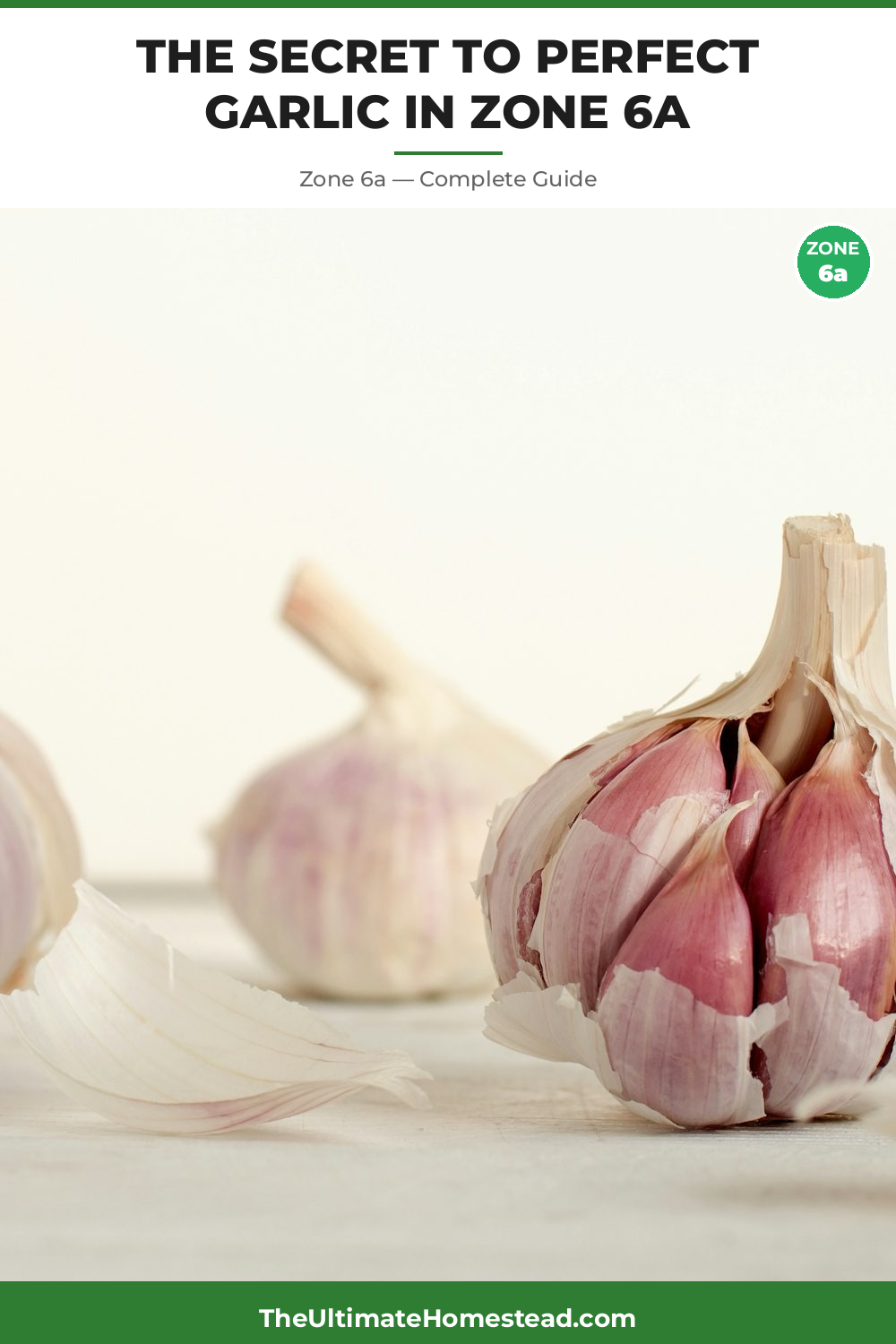When to Plant Garlic in Zone 6a