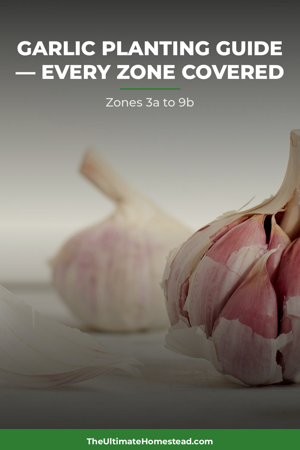 Garlic Planting Guide