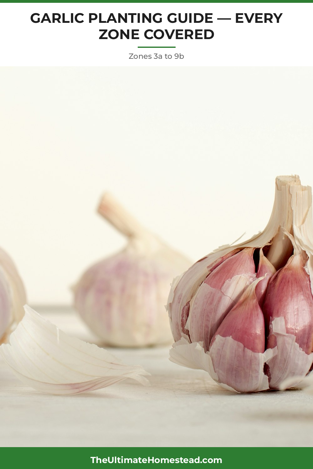 Garlic Planting Guide