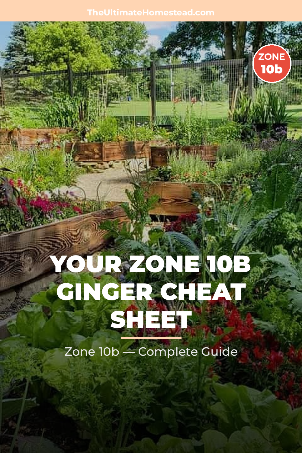 When to Plant Ginger in Zone 10b