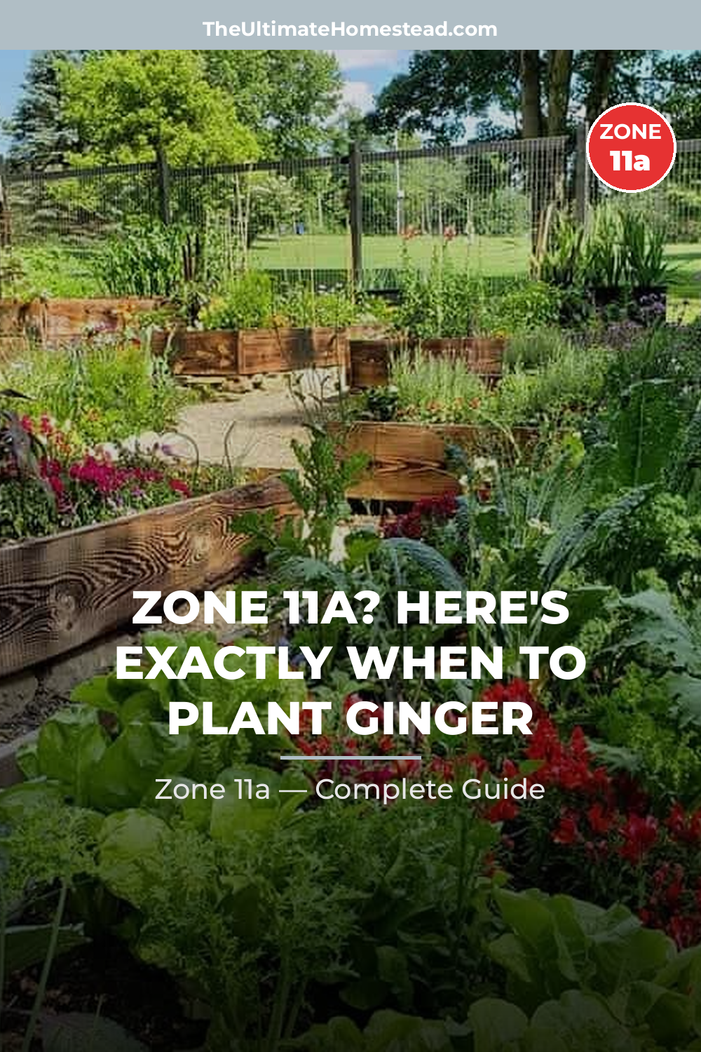When to Plant Ginger in Zone 11a