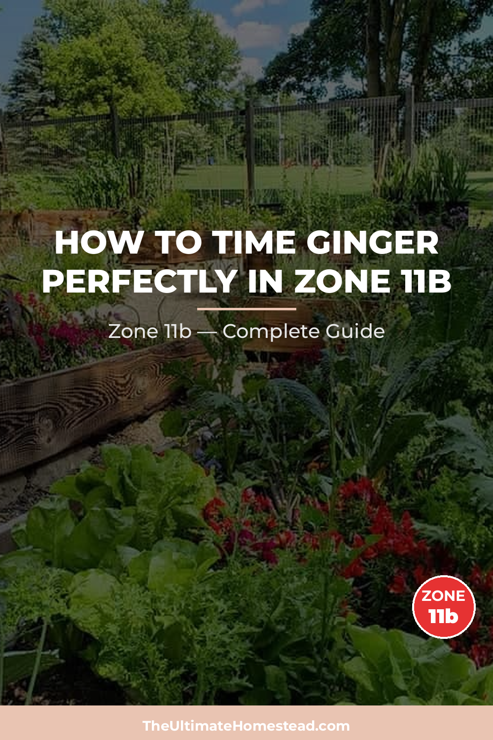 When to Plant Ginger in Zone 11b