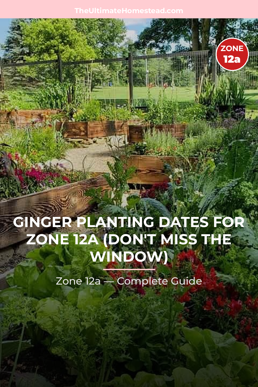 When to Plant Ginger in Zone 12a