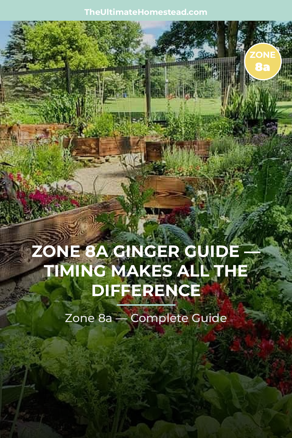 When to Plant Ginger in Zone 8a