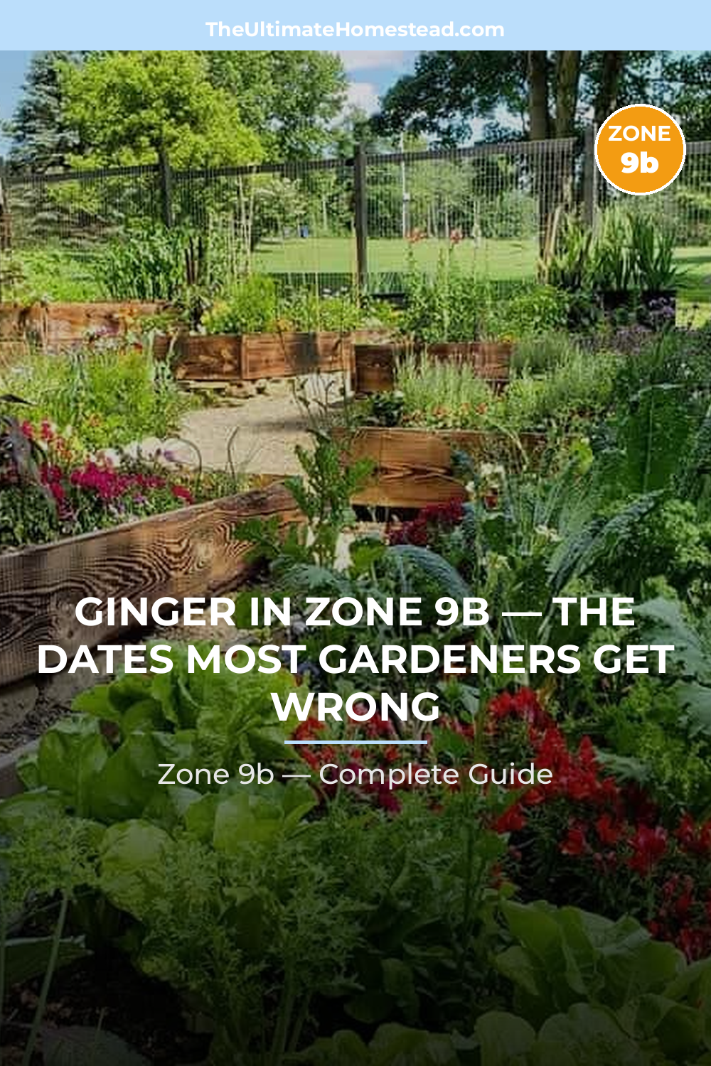 When to Plant Ginger in Zone 9b