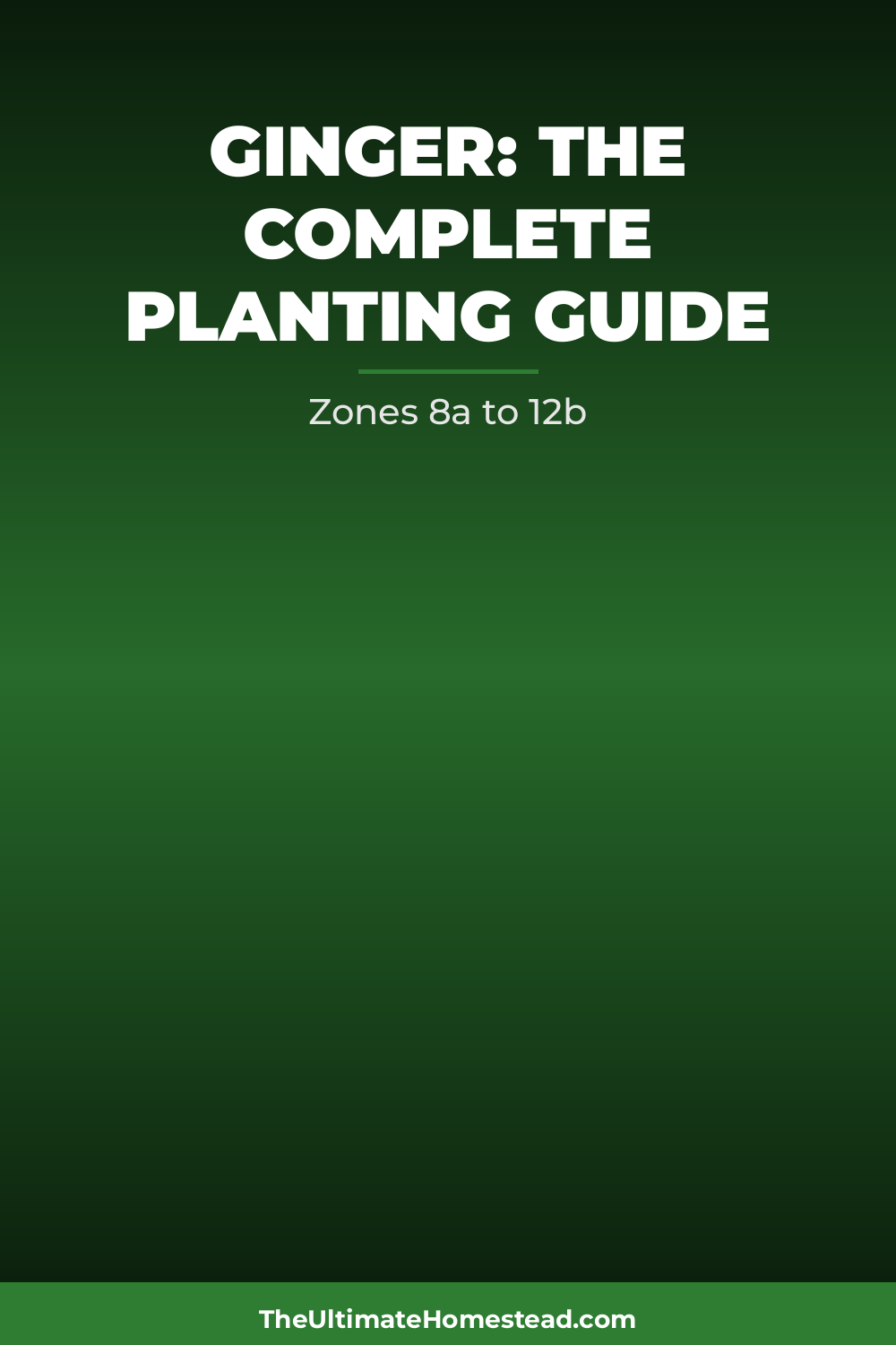 Ginger Planting Guide