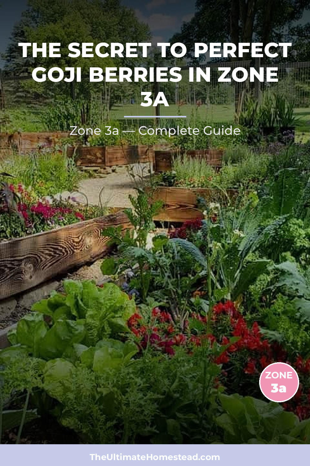 When to Plant Goji Berries in Zone 3a