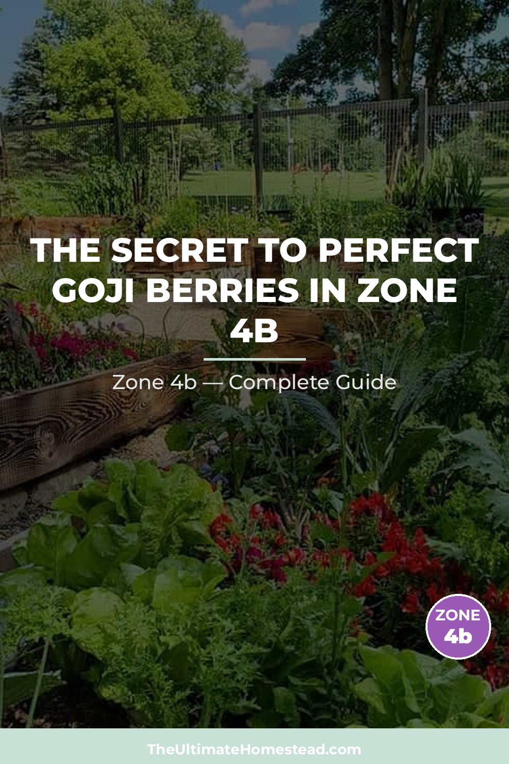 When to Plant Goji Berries in Zone 4b