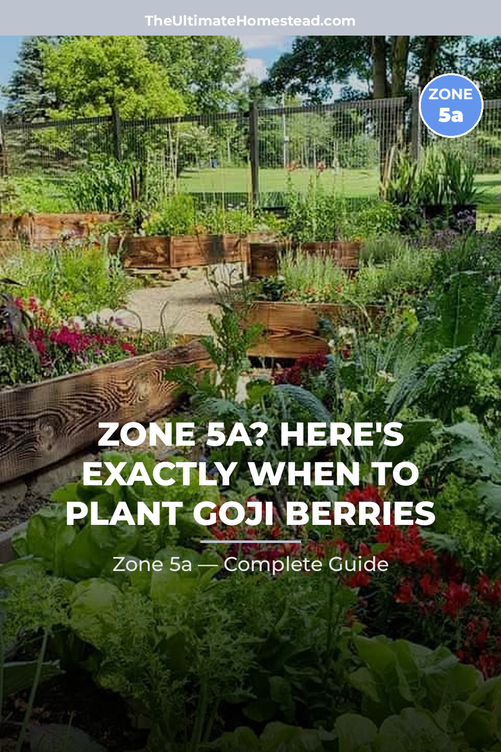 When to Plant Goji Berries in Zone 5a