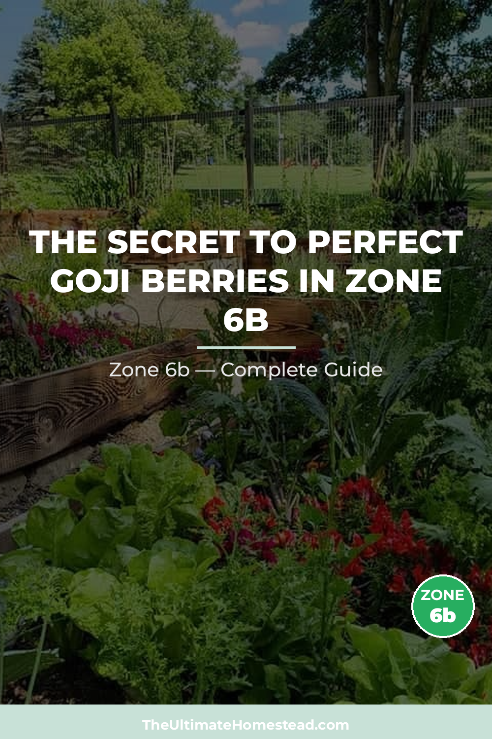 When to Plant Goji Berries in Zone 6b