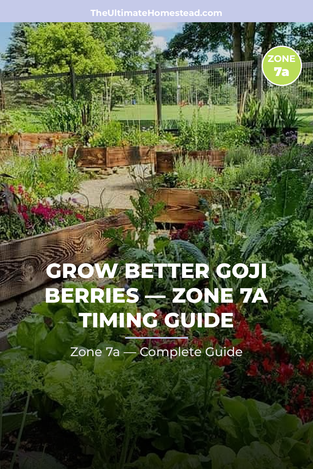 When to Plant Goji Berries in Zone 7a