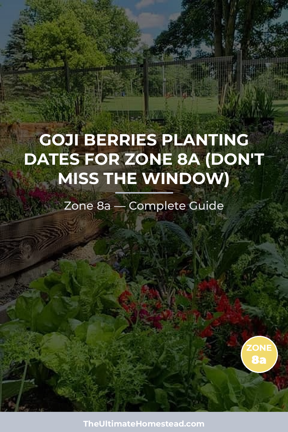 When to Plant Goji Berries in Zone 8a