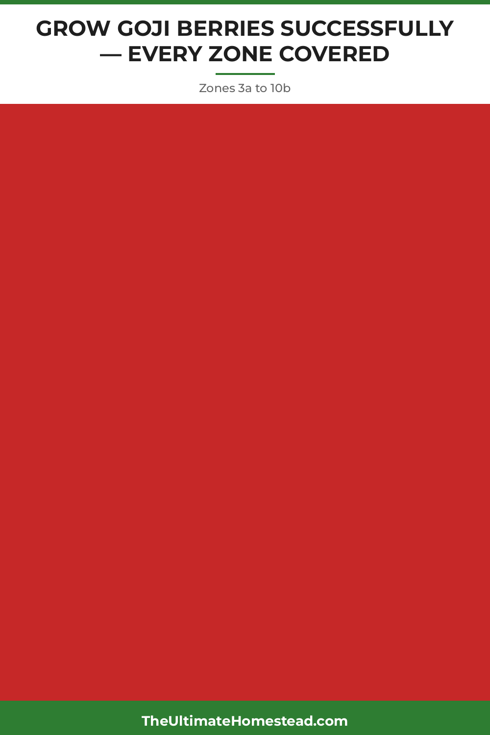 Goji Berries Planting Guide
