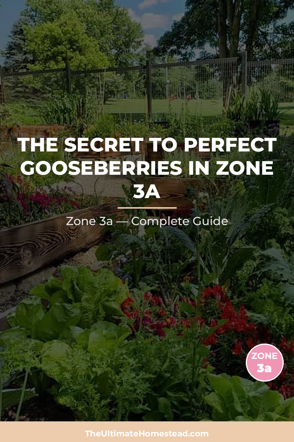 When to Plant Gooseberries in Zone 3a