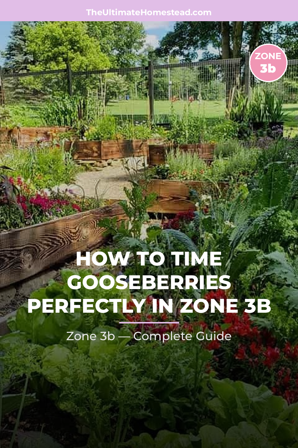 When to Plant Gooseberries in Zone 3b