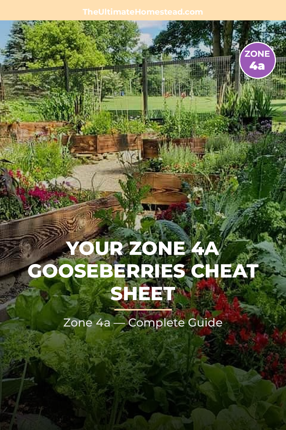 When to Plant Gooseberries in Zone 4a