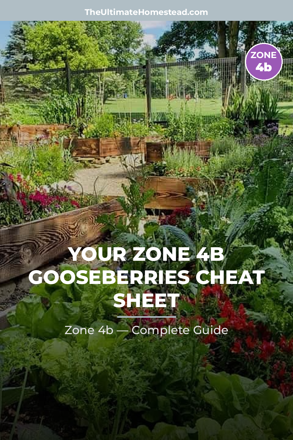 When to Plant Gooseberries in Zone 4b