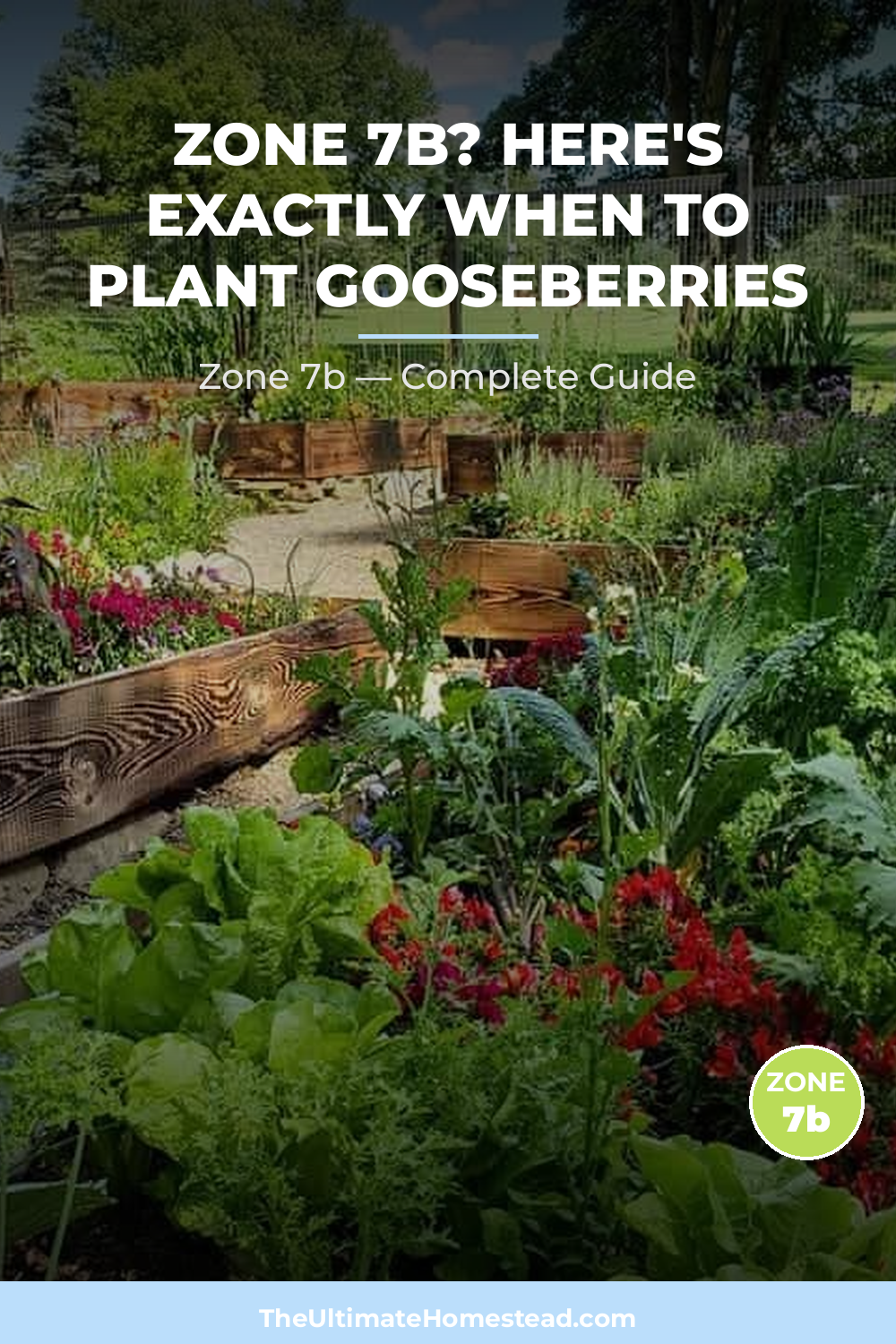 When to Plant Gooseberries in Zone 7b