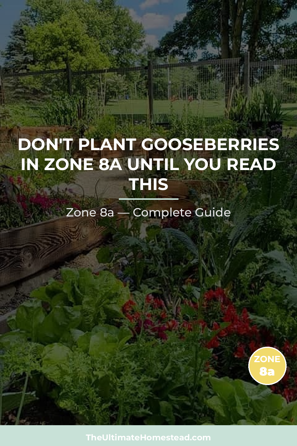 When to Plant Gooseberries in Zone 8a