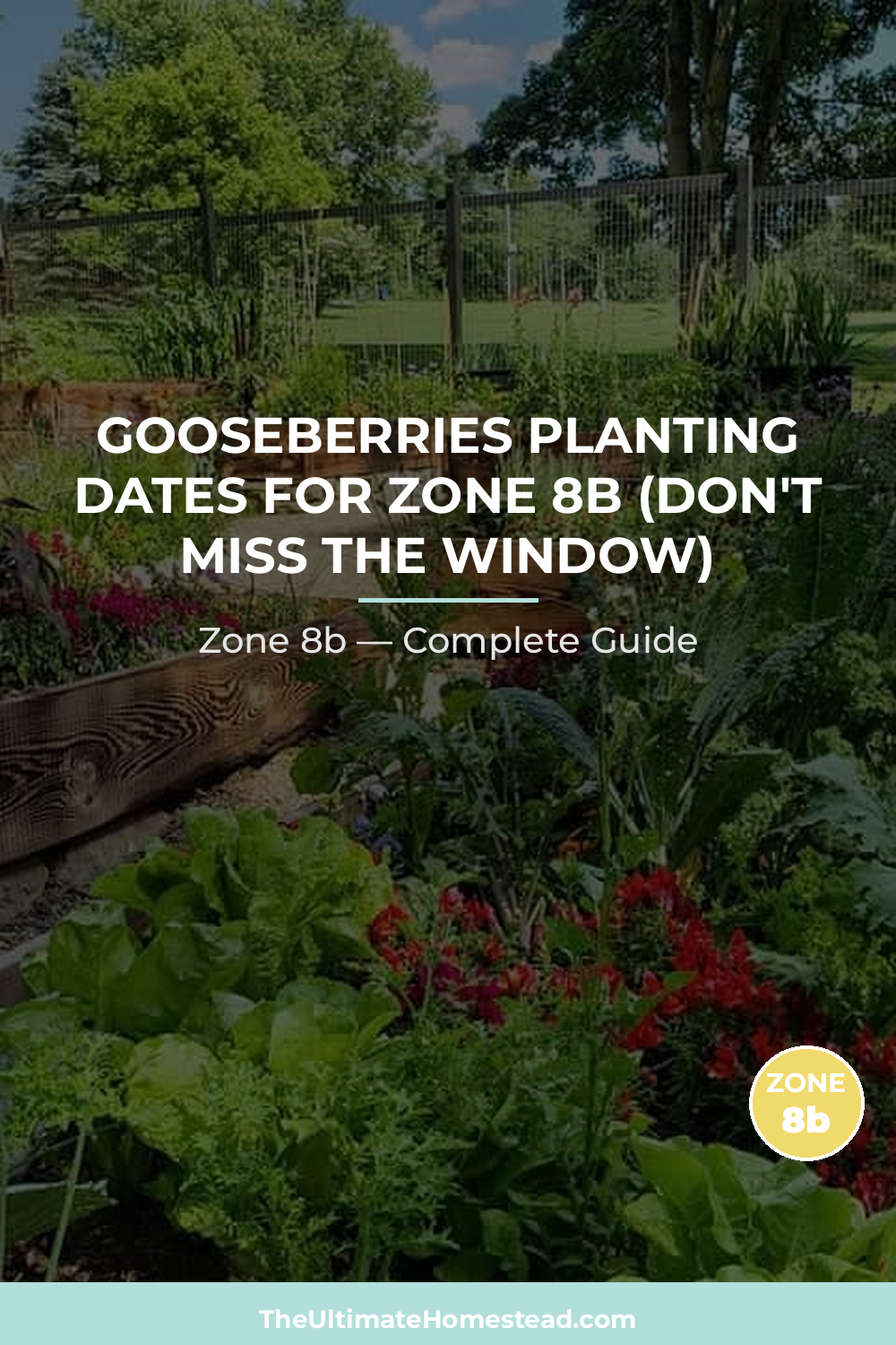 When to Plant Gooseberries in Zone 8b
