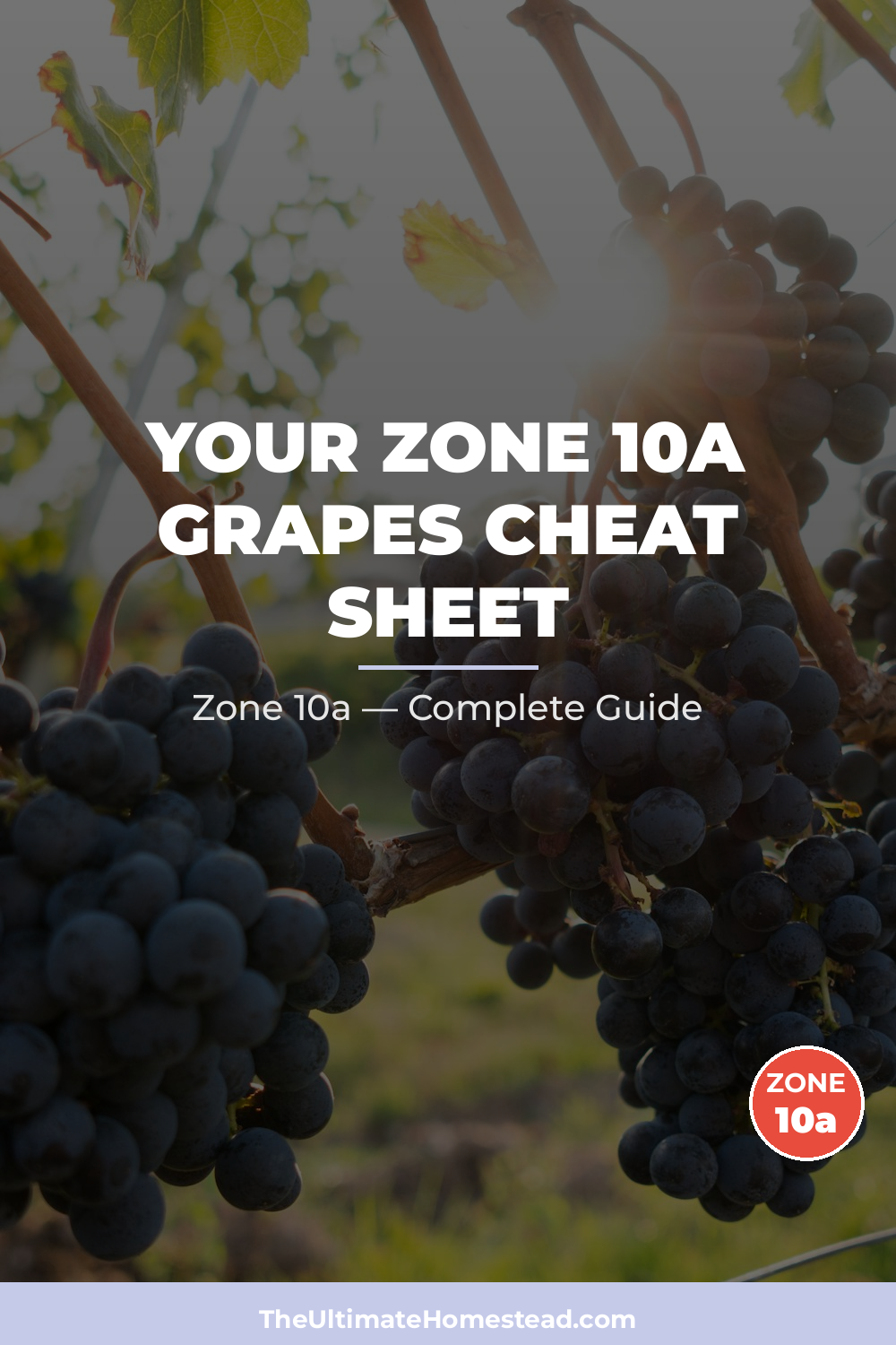 When to Plant Grapes in Zone 10a