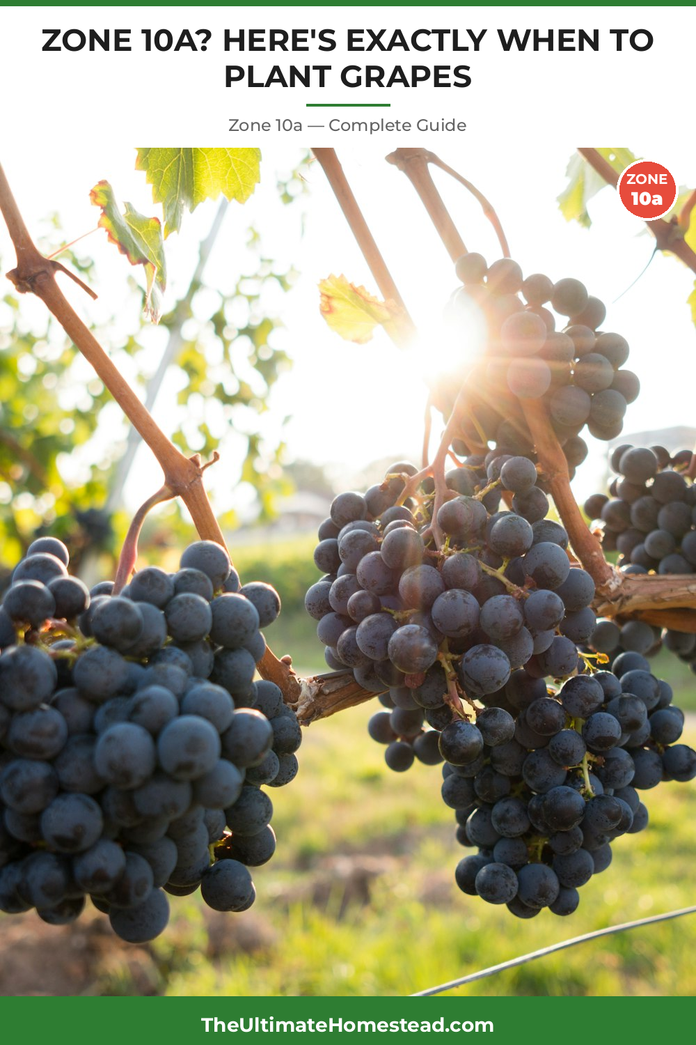 When to Plant Grapes in Zone 10a