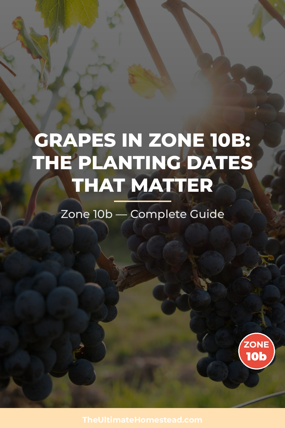 When to Plant Grapes in Zone 10b
