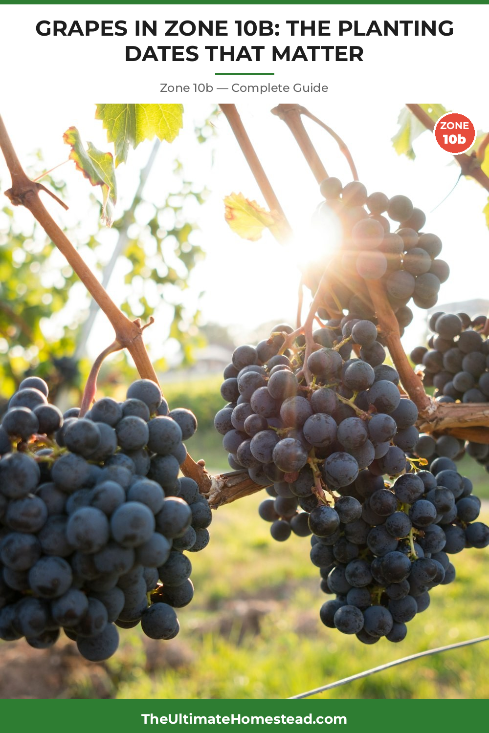 When to Plant Grapes in Zone 10b