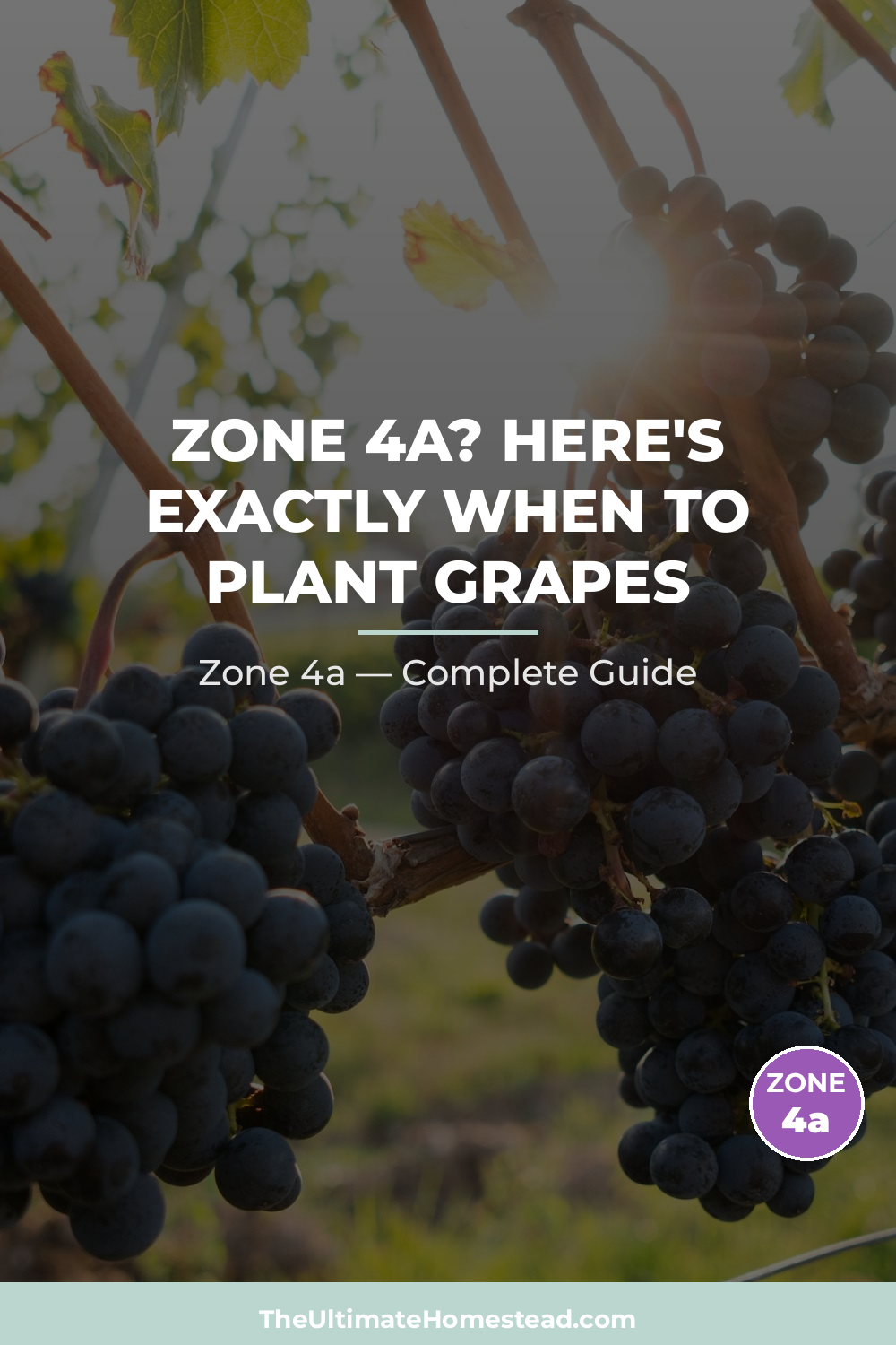 When to Plant Grapes in Zone 4a