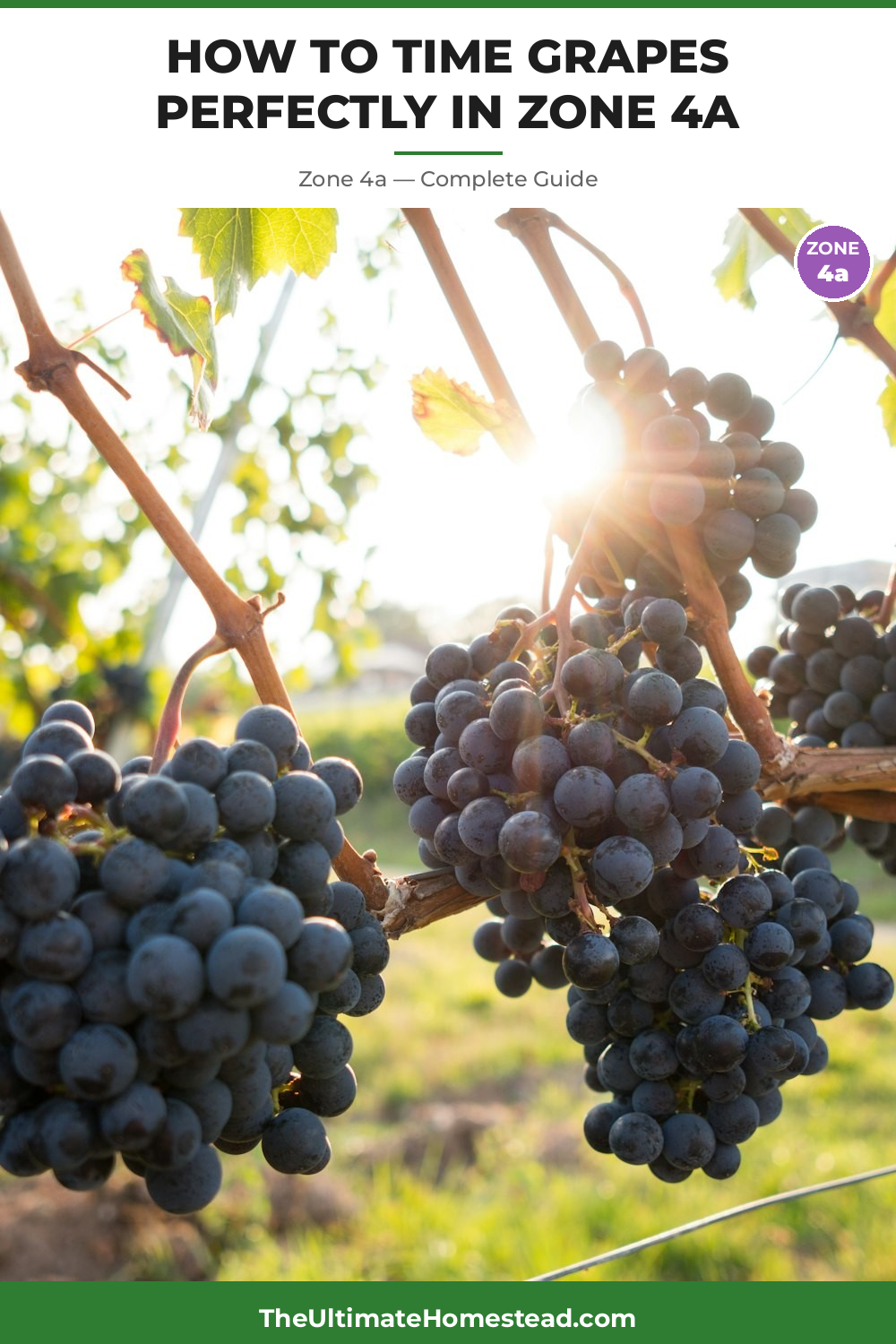 When to Plant Grapes in Zone 4a