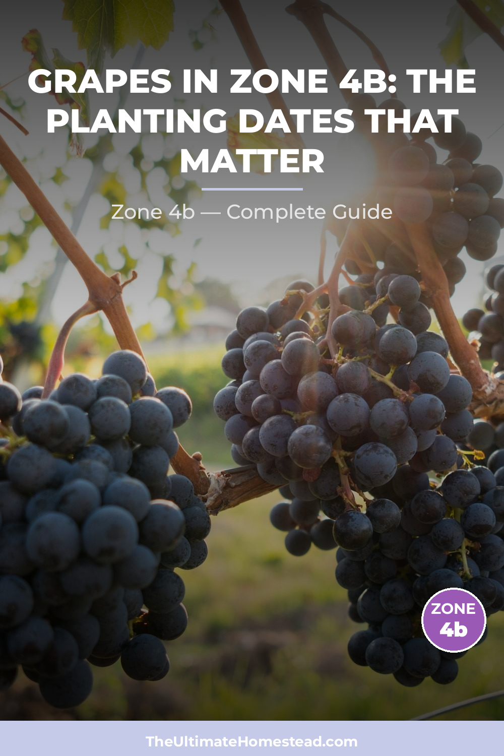 When to Plant Grapes in Zone 4b