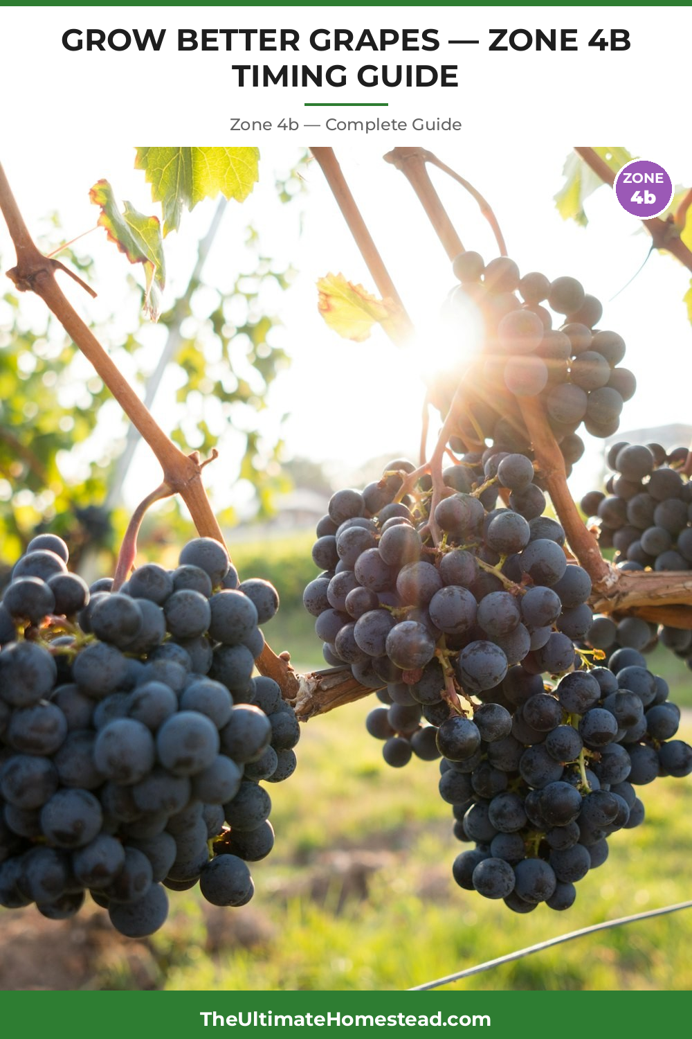 When to Plant Grapes in Zone 4b