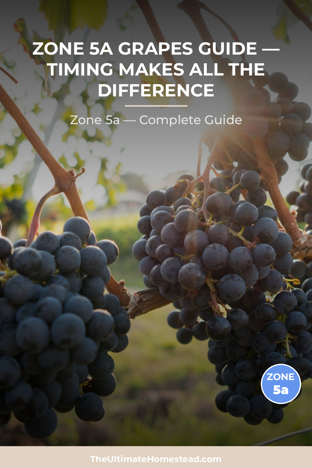 When to Plant Grapes in Zone 5a