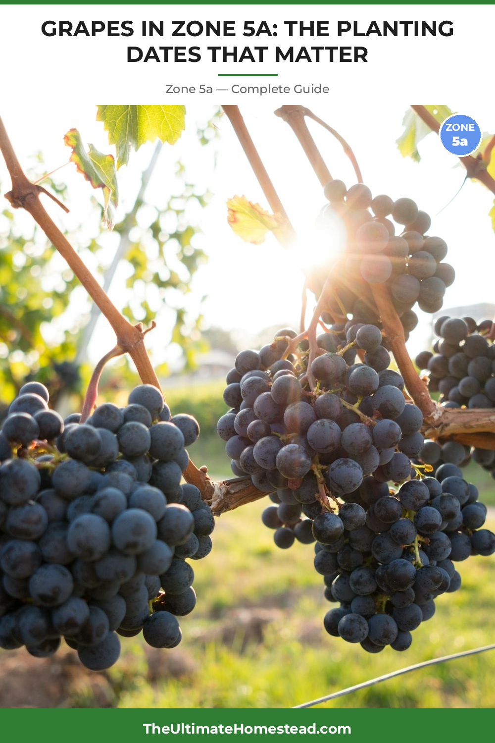 When to Plant Grapes in Zone 5a